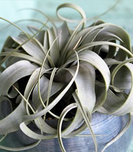 Xerographica Air Plant
