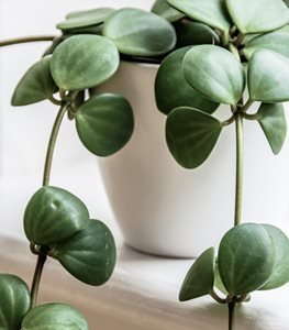 Peperomia hybrid